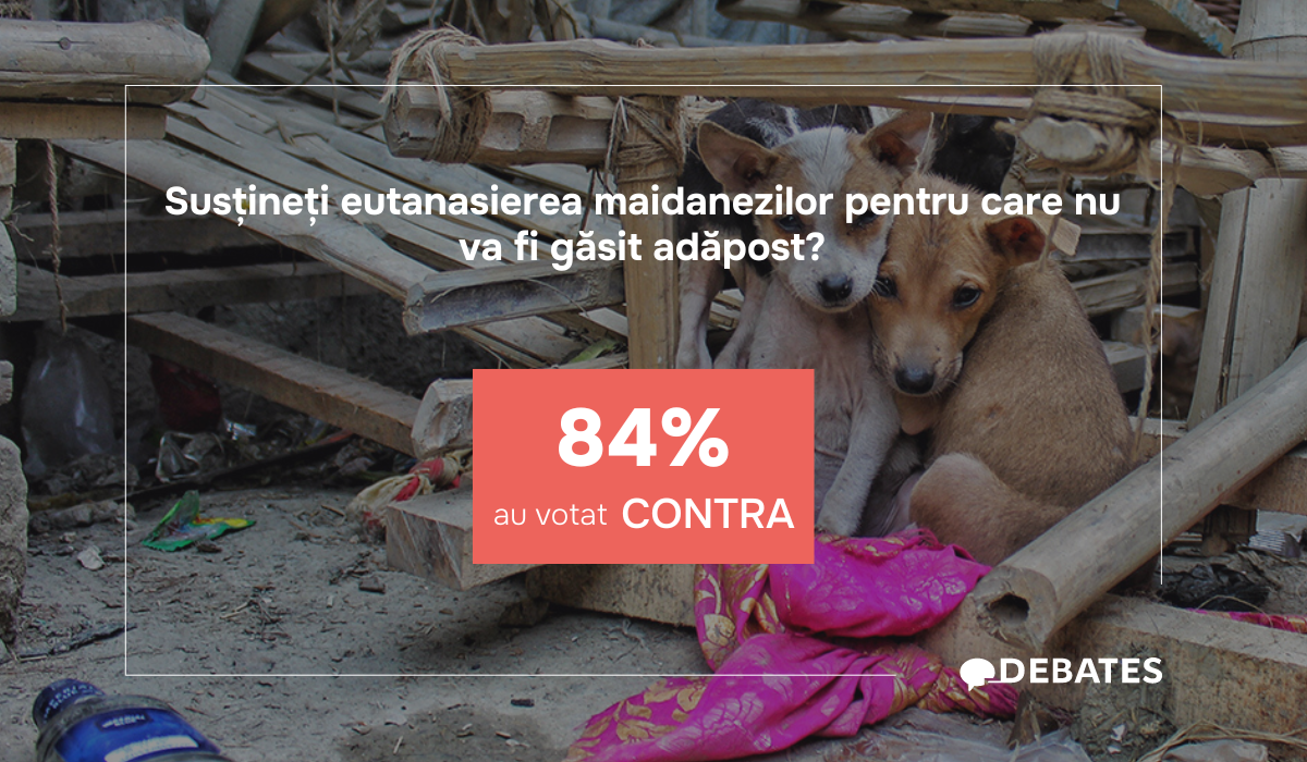 Societatea a respins ideea eutanasierii animalelor fără adăpost, Ministerul Agriculturii a făcut modificări la proiectul de lege